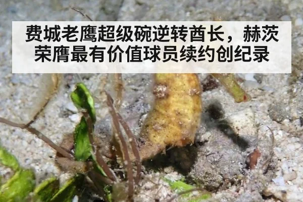 费城老鹰超级碗逆转酋长，赫茨荣膺最有价值球员续约创纪录